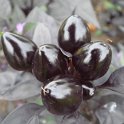 Capsiscum annuum 'Black Pearl' fruit